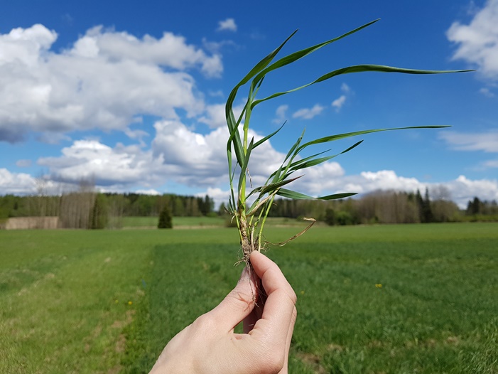 Nurmen D-arvoseuranta 2017