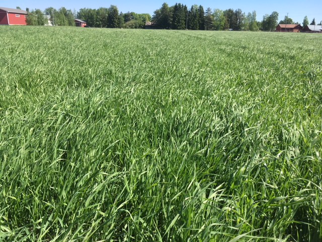 Ilmajoella nurmi on lähtenyt hyvin kasvuun lämpimässä säässä.