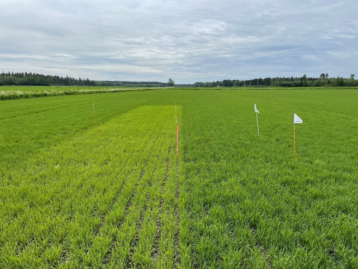 Kevätohra Meliuksen nollaruutu (vas.), ylilannoitusruutu (oik.) sekä talousviljelys kesäkuun puolivälissä.