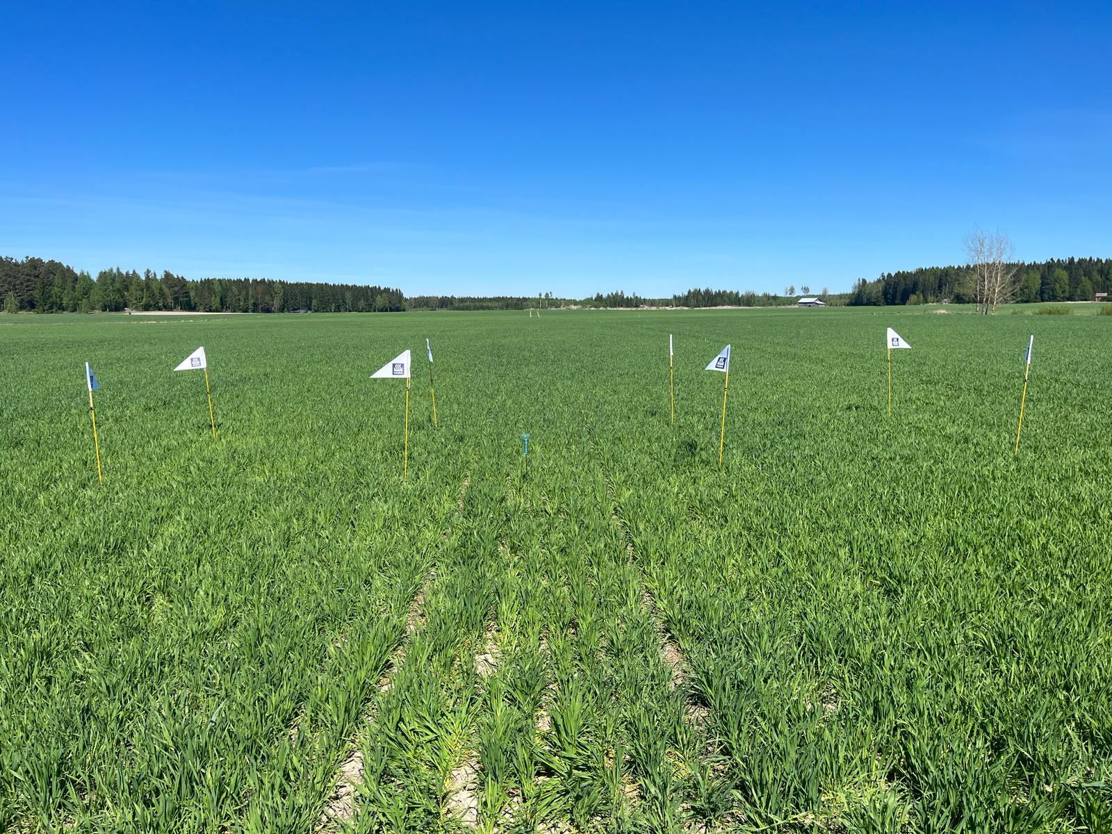 Lannoitusruudut, Huittinen 21.5.