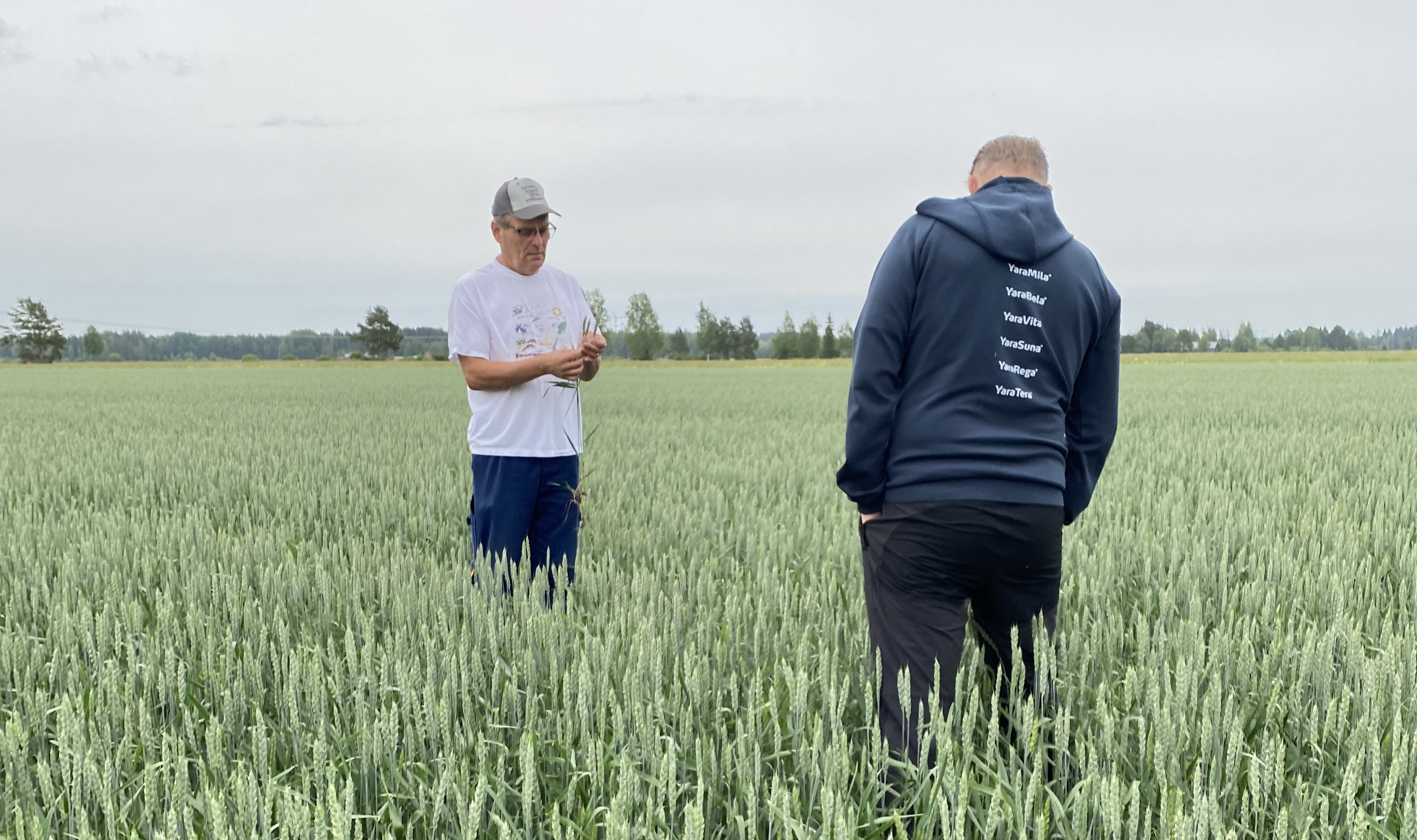 Timo Ylä-Rakkola ja Yaran asiakkuuspäällikkö Pekka Harju tutkimassa kasvustoa kesällä 2024.
