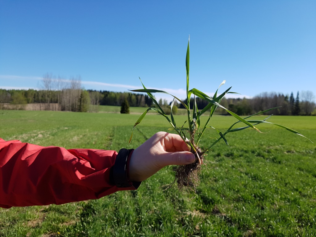 Nurmen D-arvoseuranta 2017