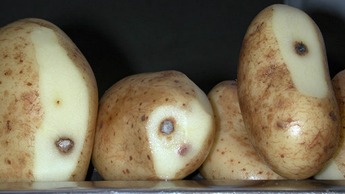 Perunan mustelmoituminen