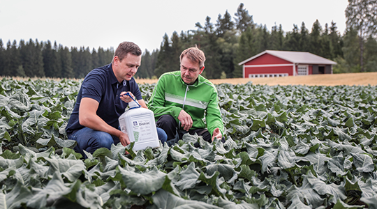 Mikkeliläinen vihannesyhtymä 3T levittivät parsakaalille ja jäävuorisalaatille YaraVita Biotrac -biostimulanttia.