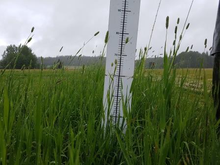 Nurmen 2. sadon D-arvoseuranta Yara Kotkaniemessä