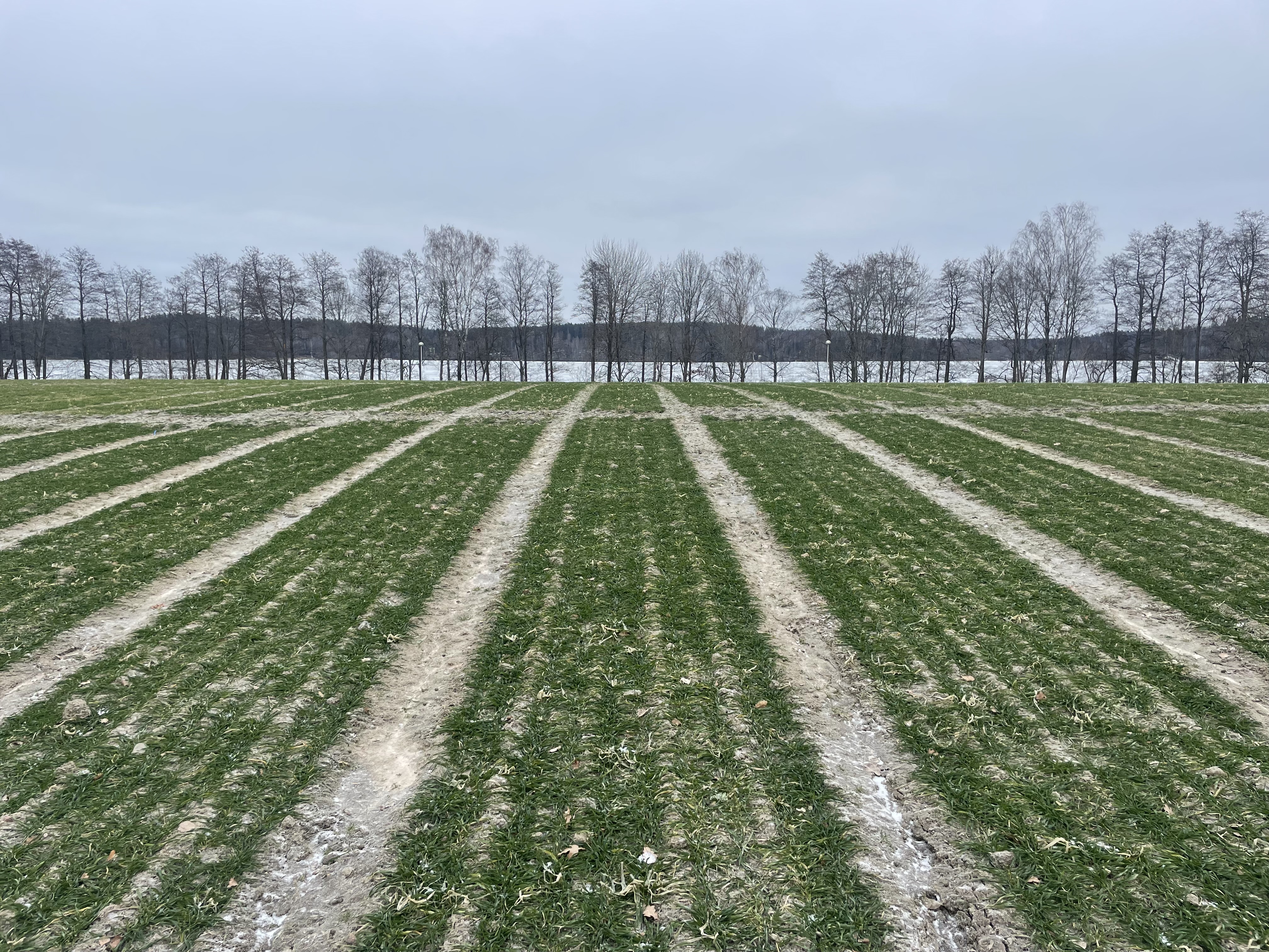 1.2.2025: Routaa on nyt 2 cm, lunta ei ole enää lainkaan.