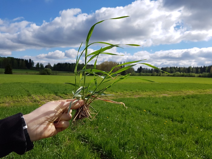 Nurmen D-arvoseuranta 2017