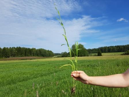Nurmen 2. sadon D-arvoseuranta Yara Kotkaniemessä