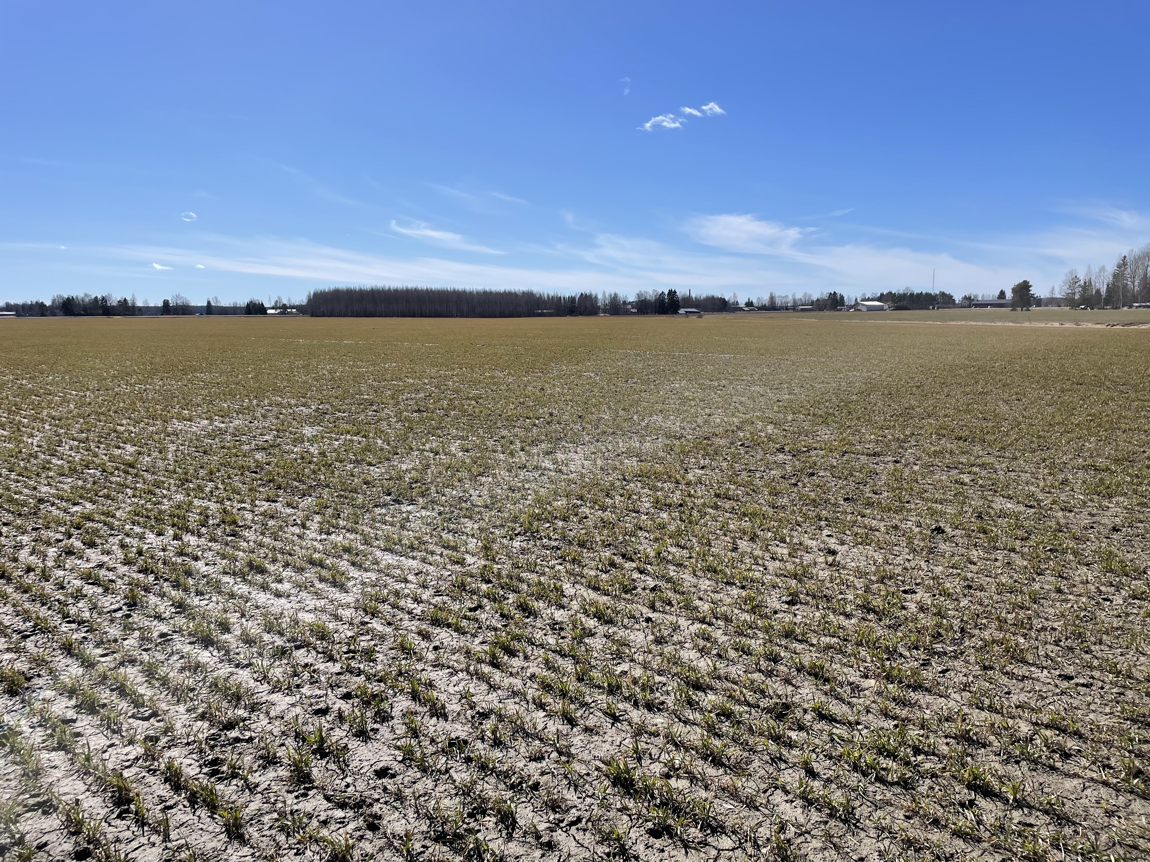 Kasvustokuva, Kurikka 30.4.