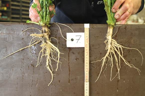 Ruotsin Rapsmästaren -kilpailun voittajan taimet syksyllä kasvukauden päättyessä. Sato 6 600 kg/ha.