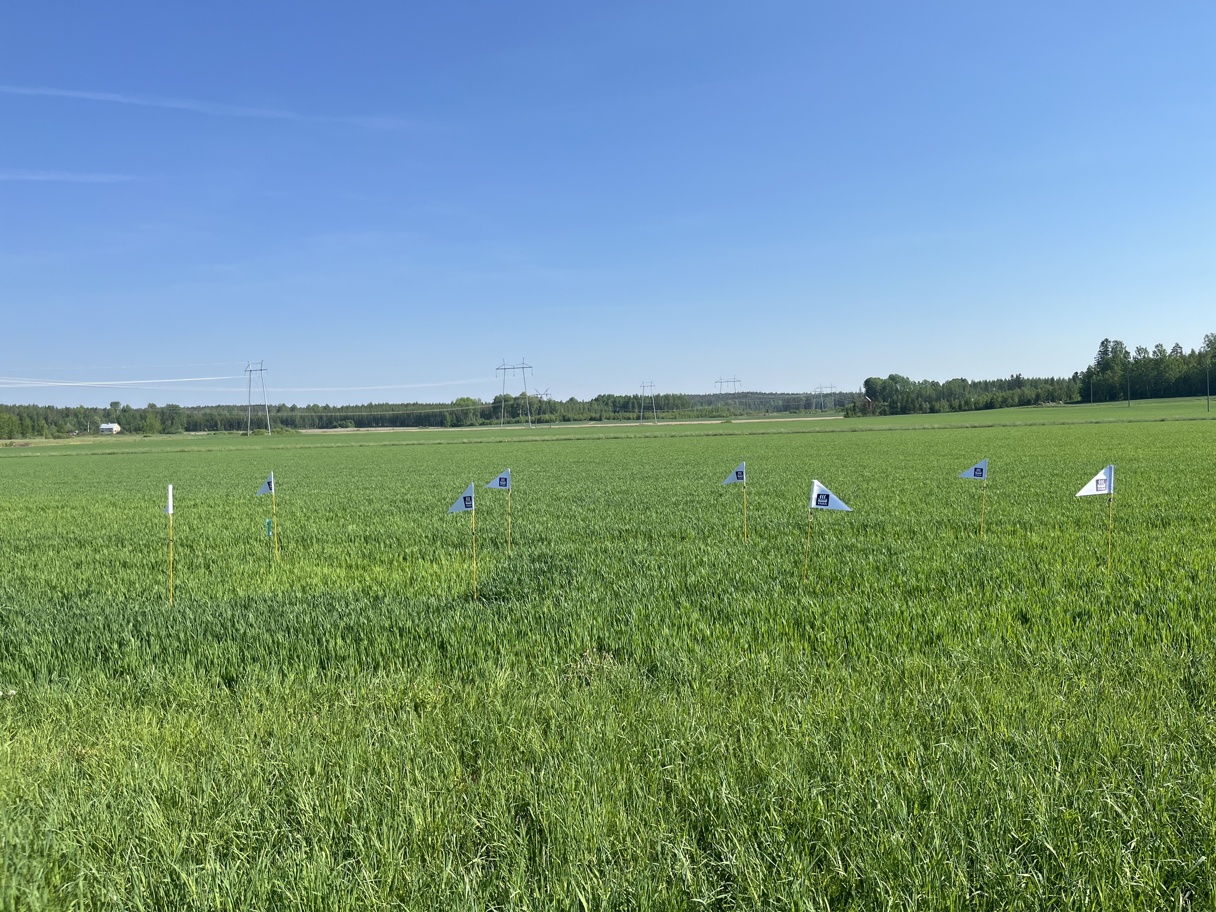 Mittausruudut Hamina 27.5.