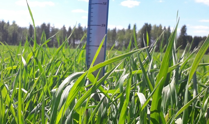 Nurmen ensimmäisen sadon D-arvoseuranta Vaalassa