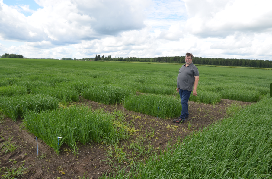 Koeruutuja Kouvolassa