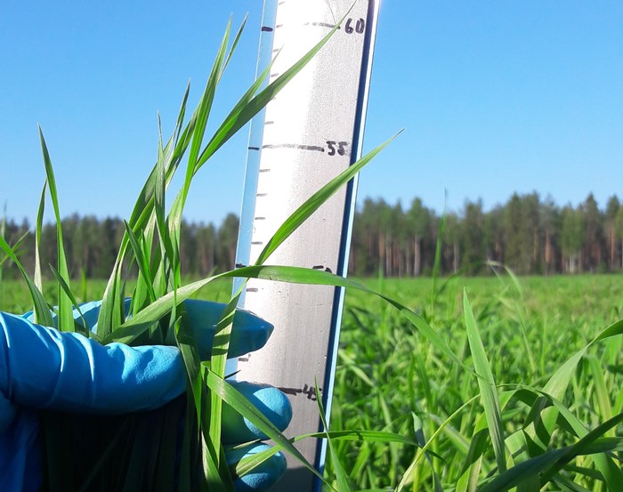 Nurmen D-arvoseuranta 2017