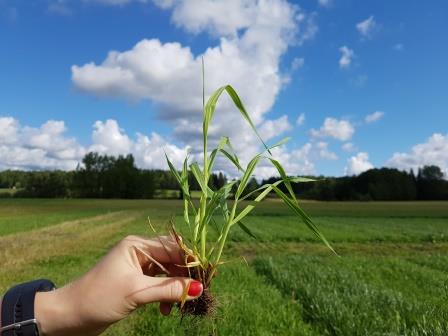 Nurmen 3. sadon D-arvoseuranta Yara Kotkaniemessä