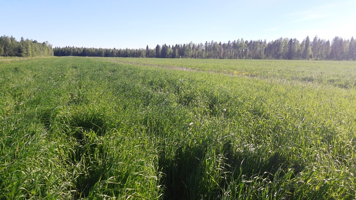 Nurmen ensimmäisen sadon D-arvoseuranta Vaalassa