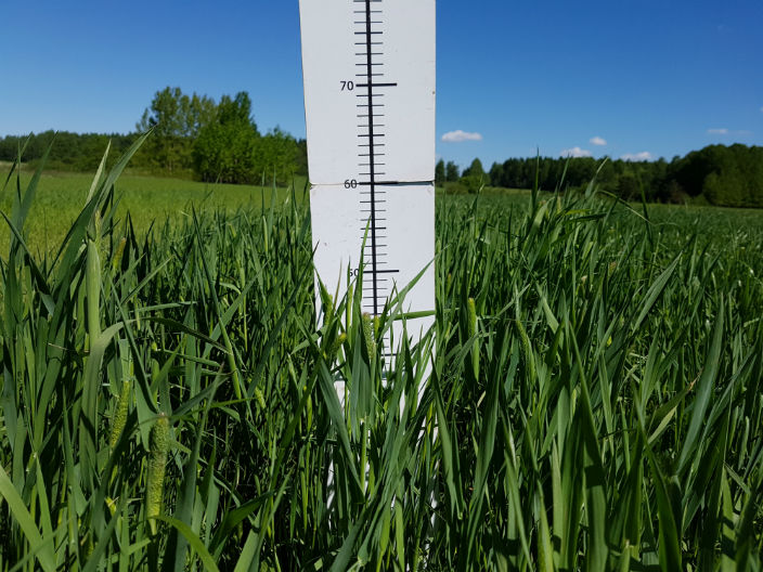 Nurmen D-arvoseuranta 2017