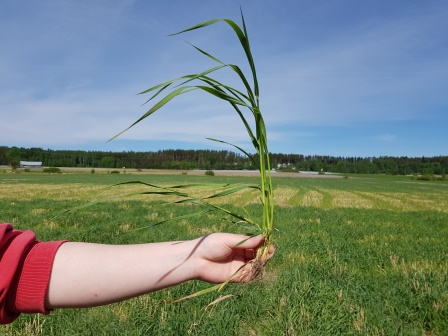 Nurmen kasvuaste on BBCH 32.