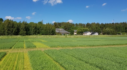 Ohrakoe kuvattuna Kotkaniemessä 12.6.