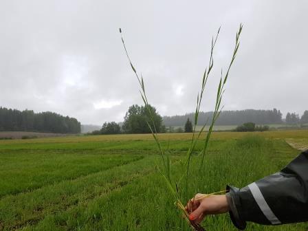 Nurmen 2. sadon D-arvoseuranta Yara Kotkaniemessä