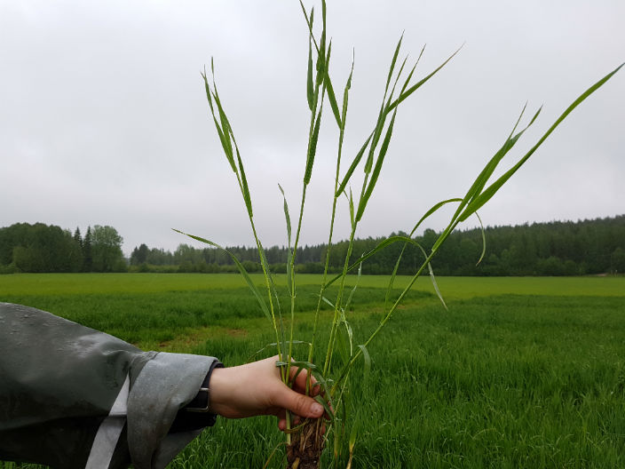 Nurmen D-arvoseuranta 2017