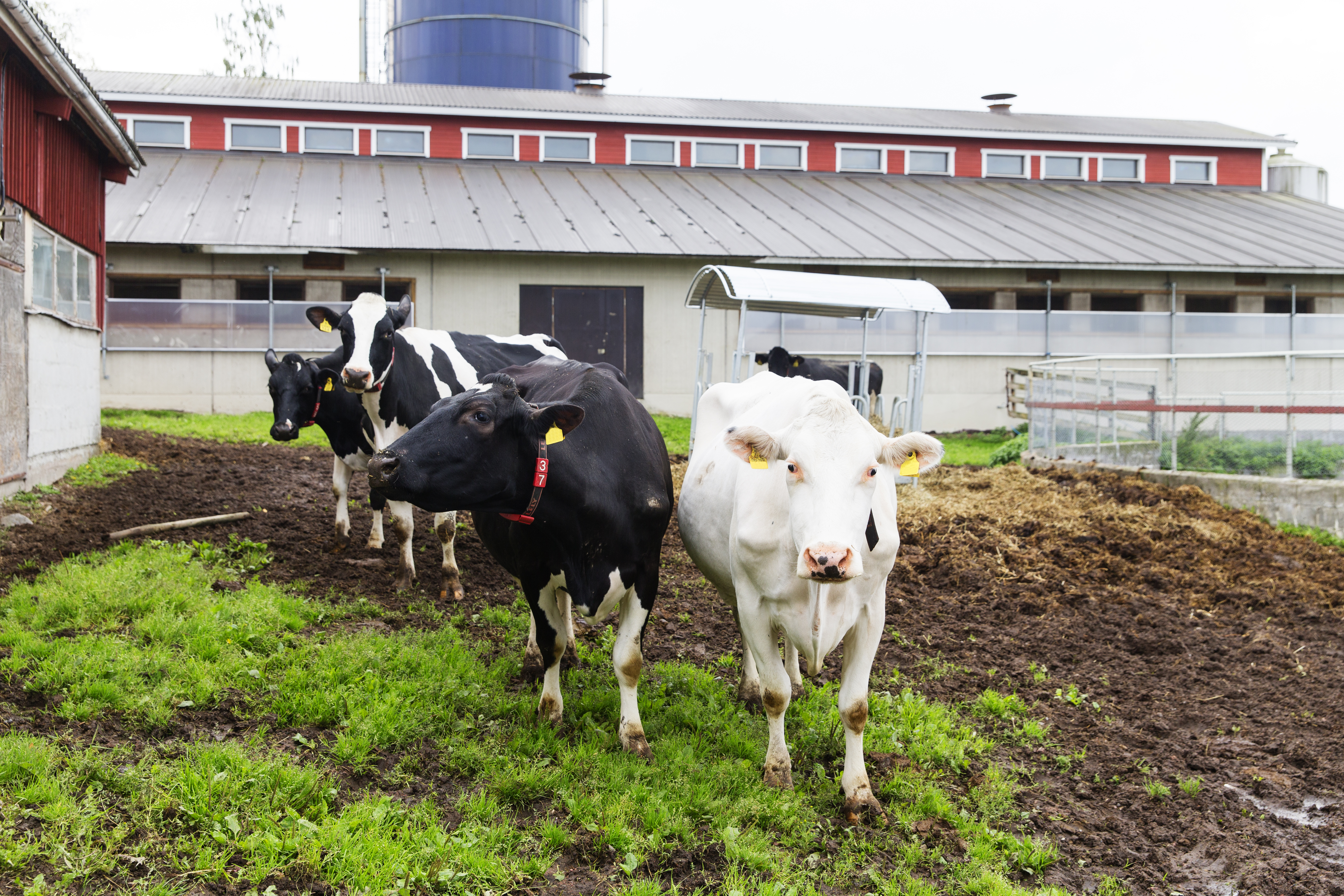 Risto ja Tiina Linnainmaan maitotila sijaitsee Hämeenkyrössä Pirkanmaalla. Tilalla on 70 lypsävää ja yksi lypsyrobotti. Päärotuina karjassa ovat holstein ja ayrshire.
