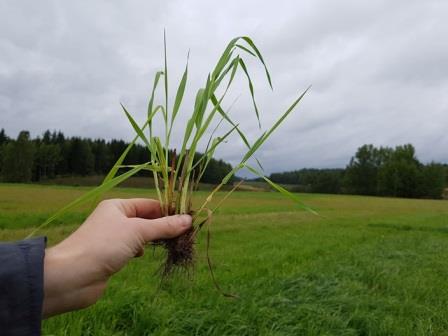 Nurmen 3. sadon D-arvoseuranta Yara Kotkaniemessä