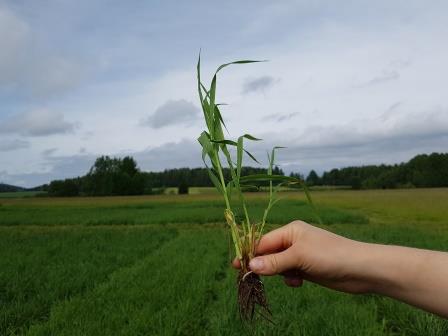 Nurmen 2. sadon D-arvoseuranta Yara Kotkaniemessä