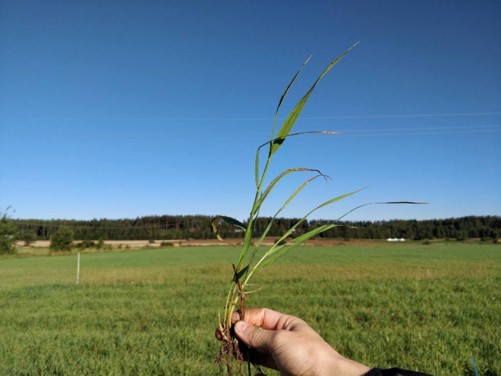 Nurmen korkeus on 32 cm.