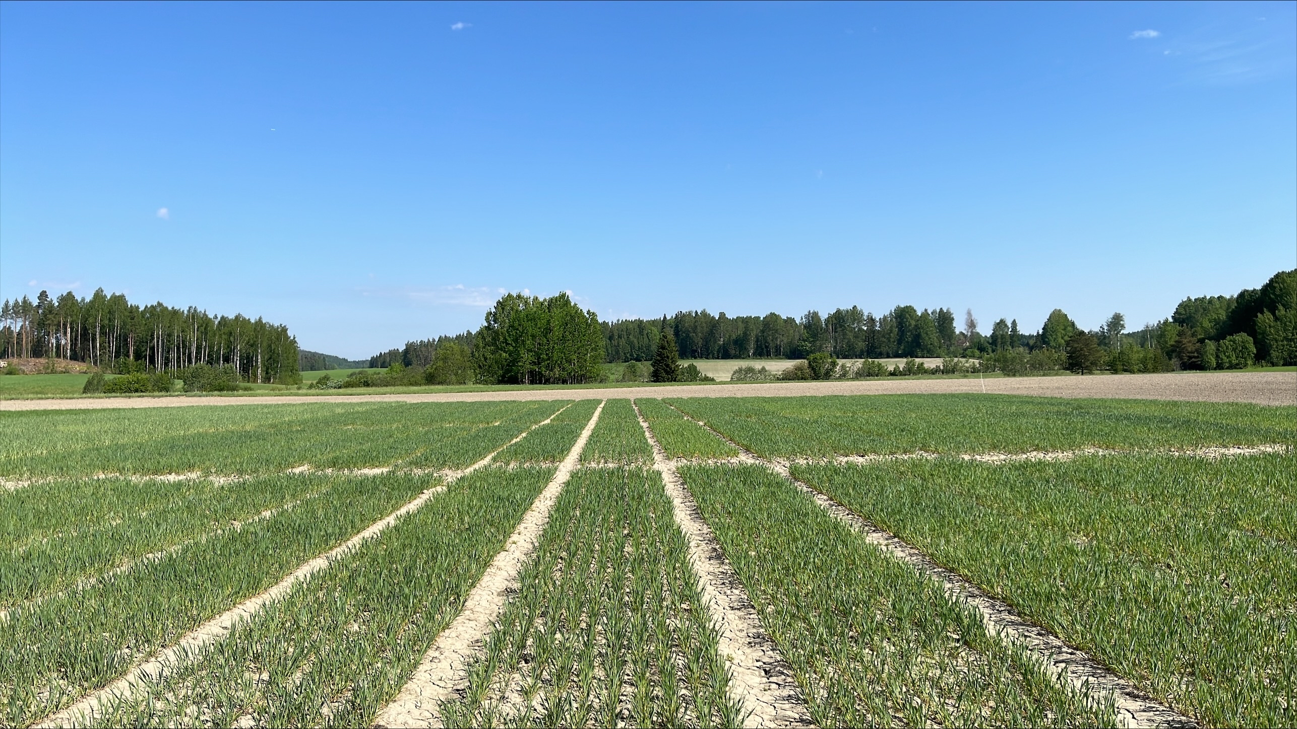 Vihti koeruudut 28.5.