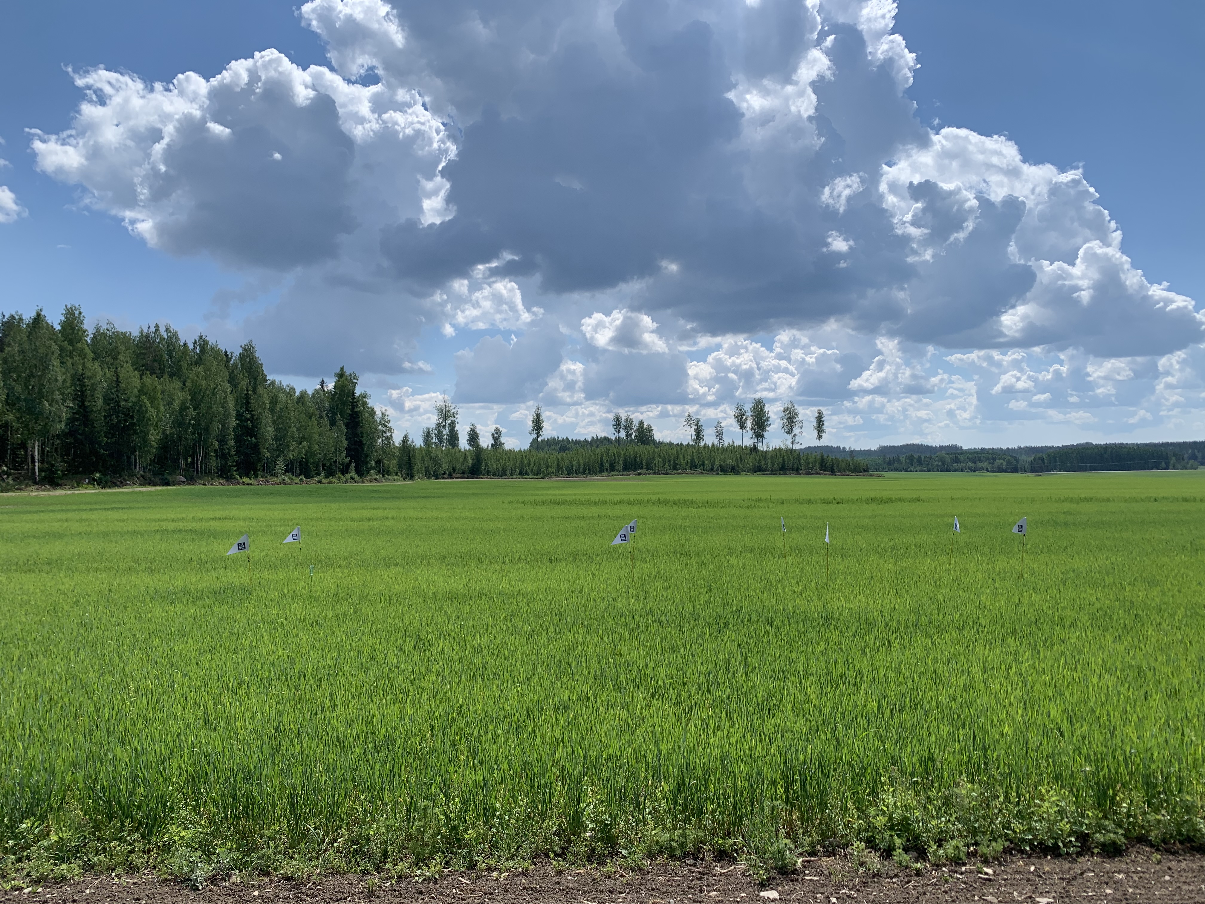 Koeruudut Orimattila 