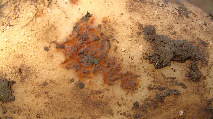 Perunarupi on oire huonosta vesitaloudesta.