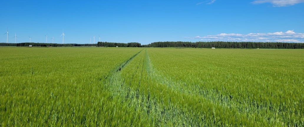 Jari Ijäksen biostimulanttikoe kesältä 2024.