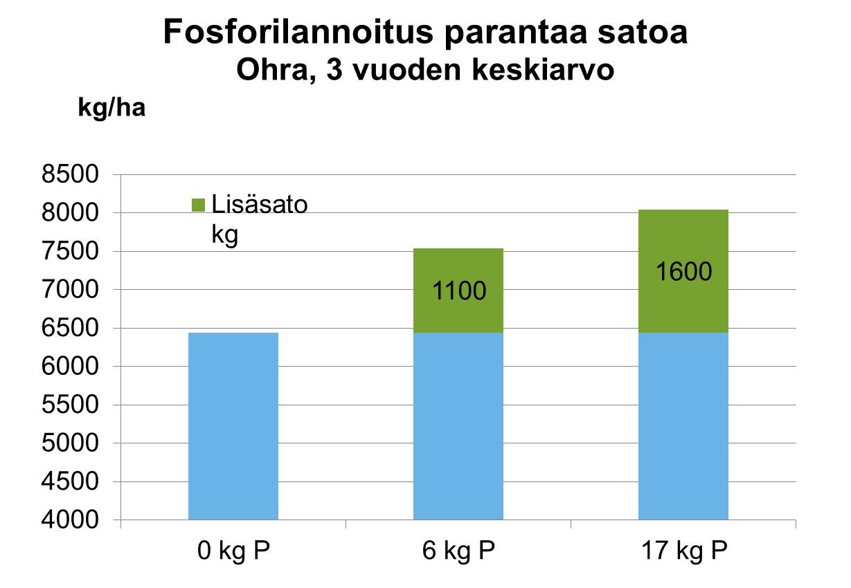 Fosforilannoitus parantaa ohran satoa