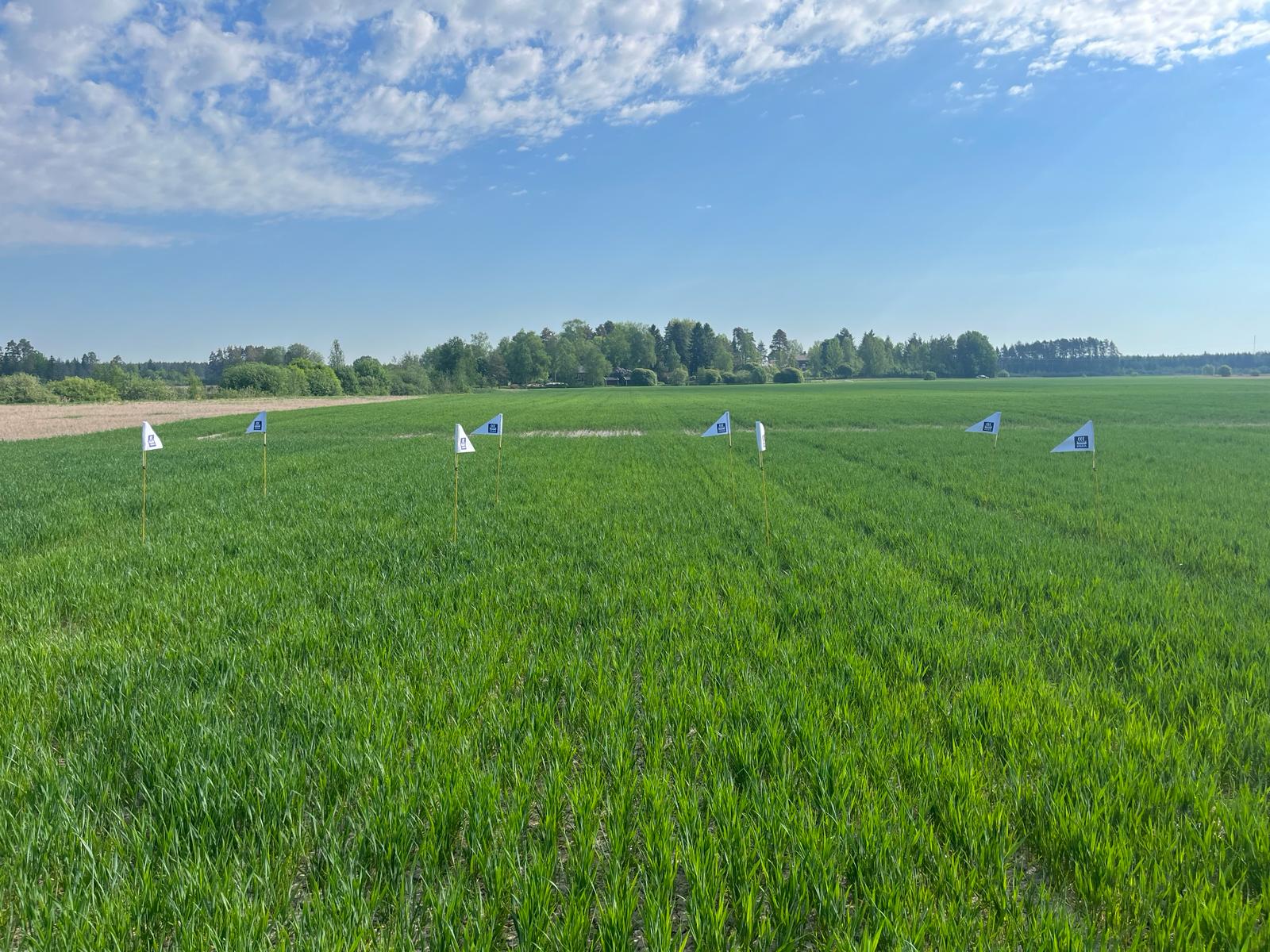 Mittausruutu Laitila