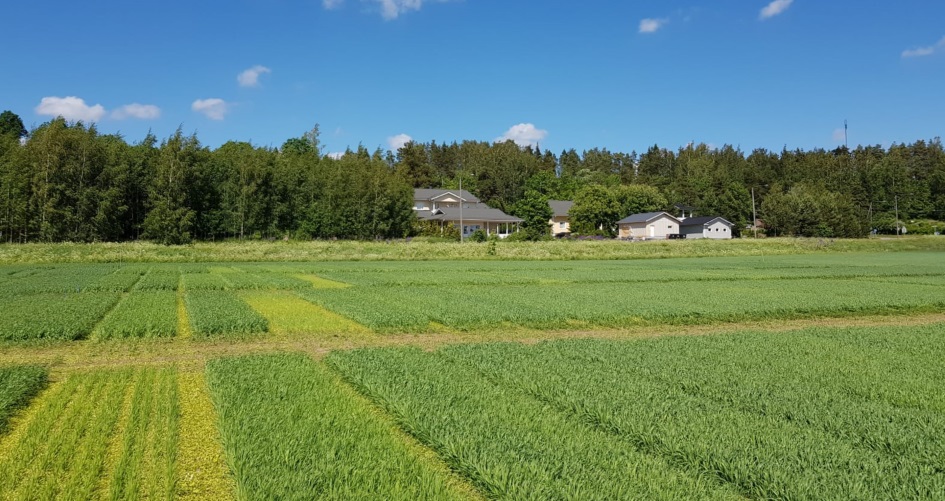 Ohrakoe kuvattuna Kotkaniemessä 12.6.