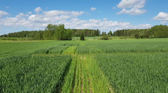 Syysvehnä kuvattuna Kotkaniemessä 10.6.