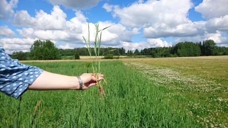 Nurmen 2. sadon D-arvoseuranta Yara Kotkaniemessä