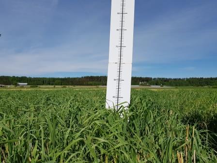 Nurmen korkeus on 38 cm.