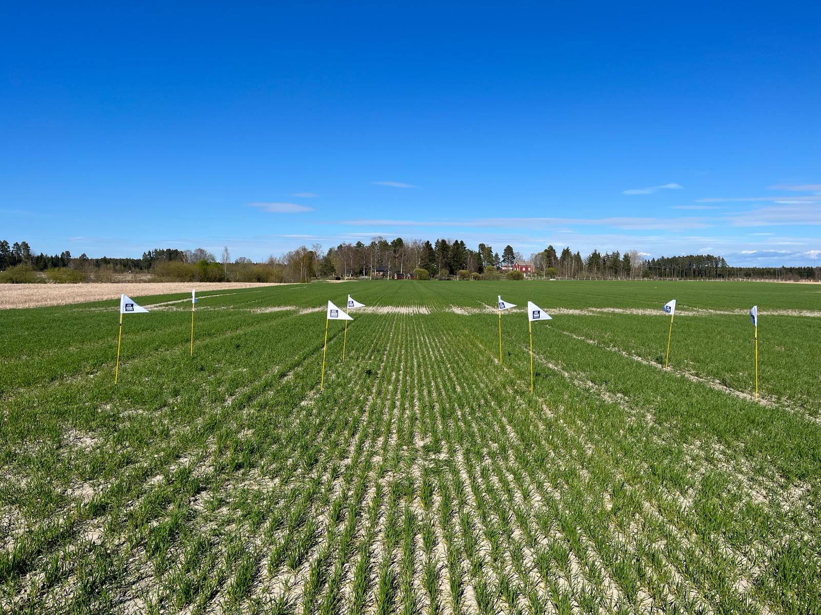 Nolla- ja ylilannoitusruudut, Laitila