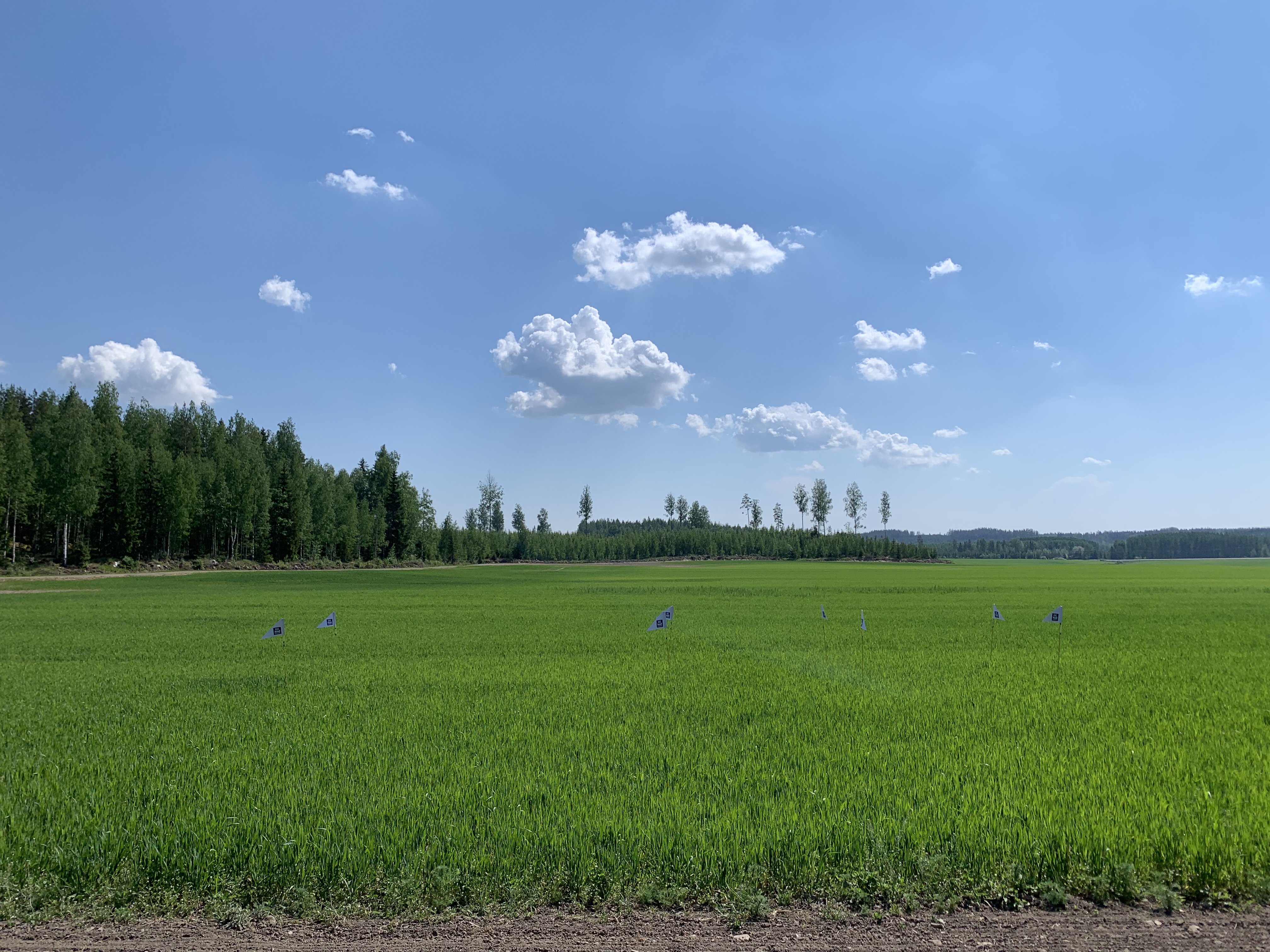 Lannoitusruudut, Orimattila 27.5.