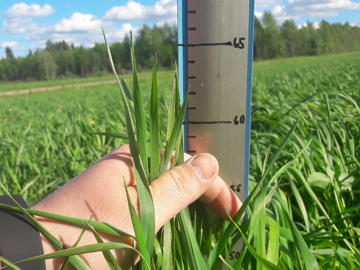 Nurmen ensimmäisen sadon D-arvoseuranta Vaalassa