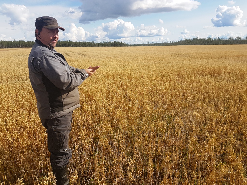 Ville Koukkari kertoo, että tänä vuonna ei päästä edellisen vuoden huippusatoihin kuivuuden takia. 