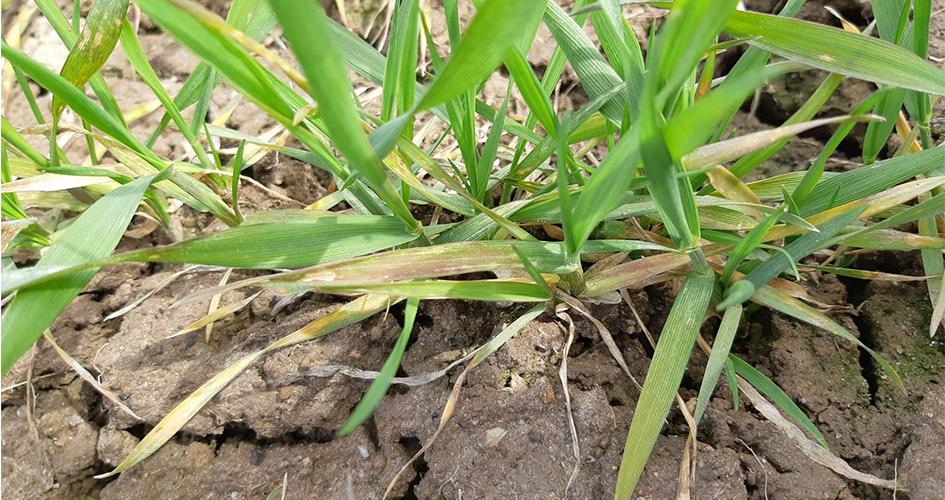 Kuvassa mangaanin puute näkyy harmaina laikkuina ja viiruina. Punaisuus voi johtua useista eri syistä, kuten fosforin puutteesta. Kuva: Hannes Höykälä