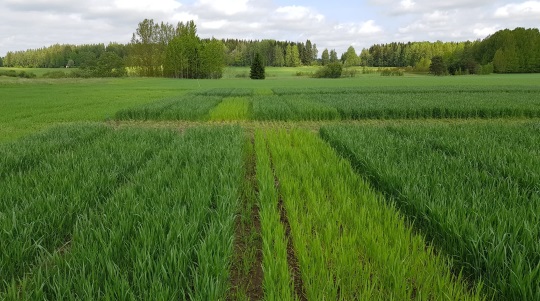 Syysvehnää Kotkaniemessä 3.6.