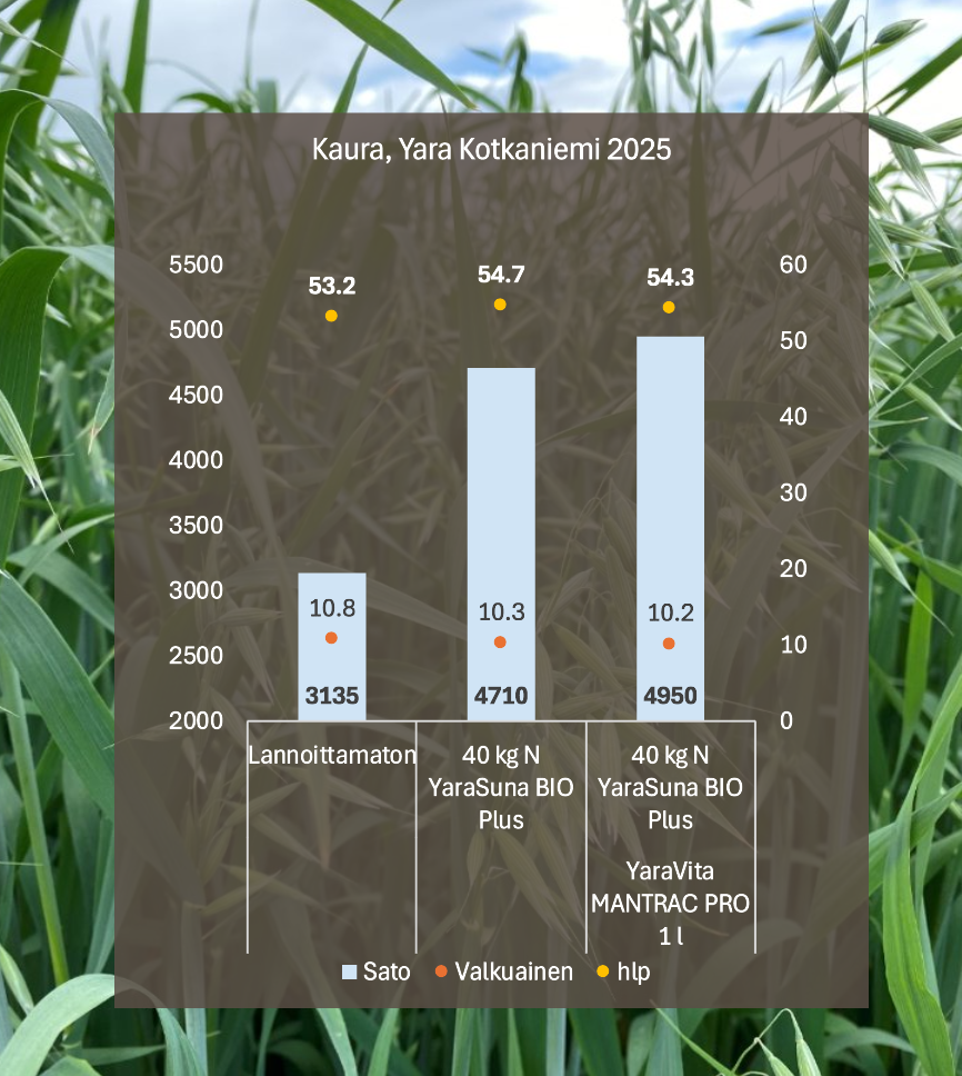Kaura Yara Kotkaniemi 2025