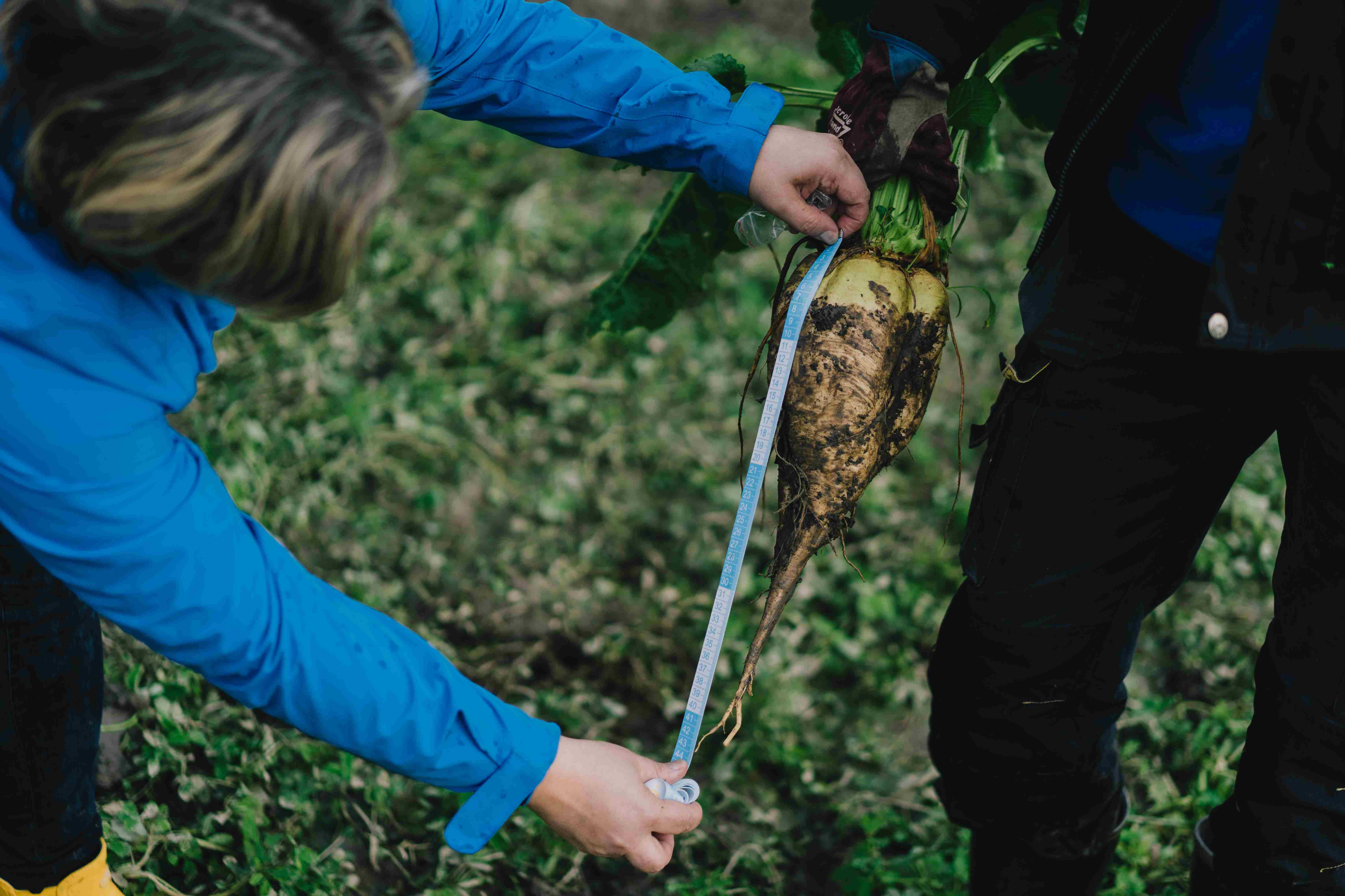 Mika Lehtisen tilalla korjattiin tänä vuonna 60 tn/ha sokerijuurikassato. Kuvan juurikas nostettiin lokakuun alussa ja se painoi noin 2,5 kiloa.