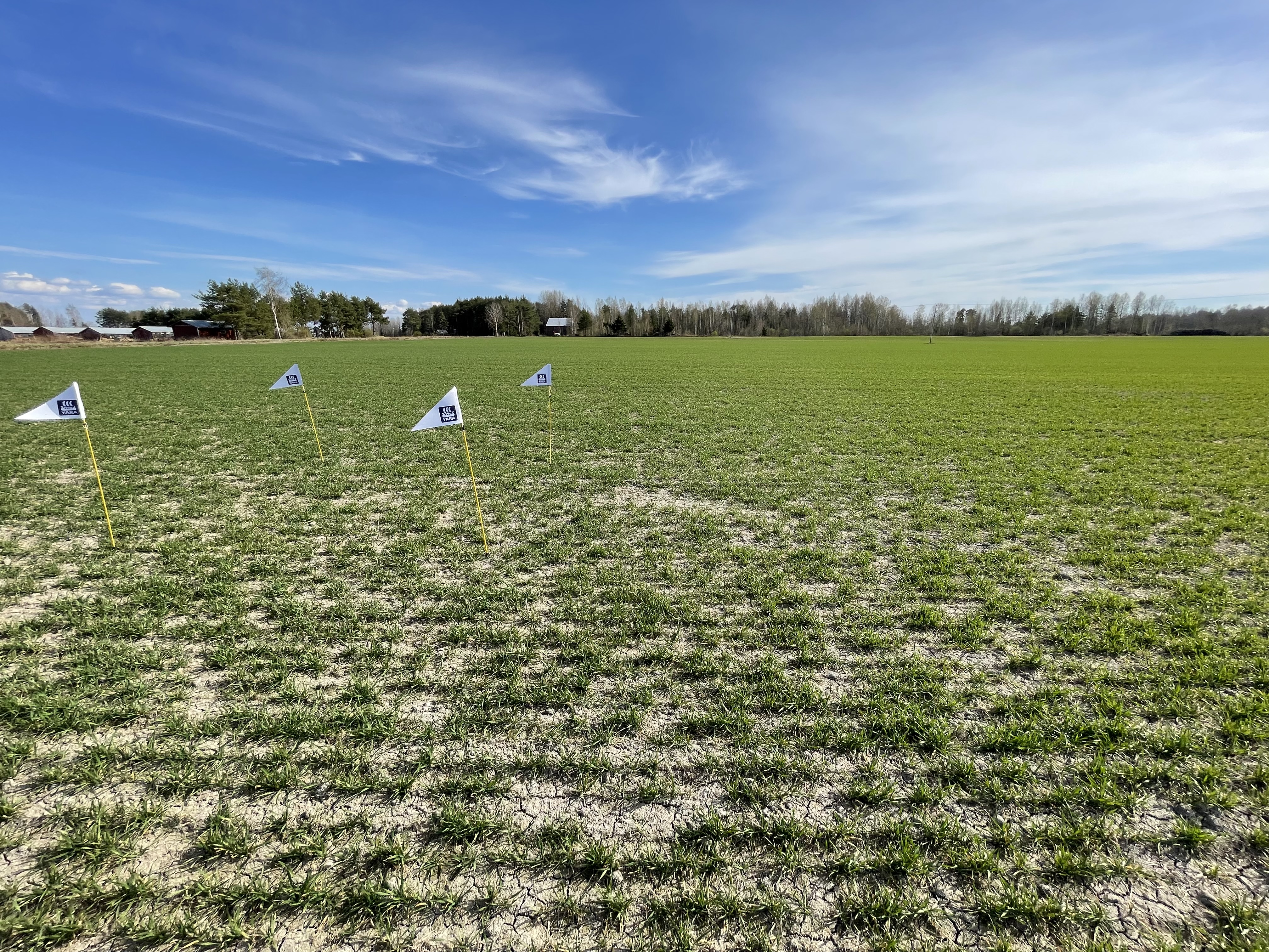 Nolla- ja ylilannoitusruudut 14.5., Vöyri