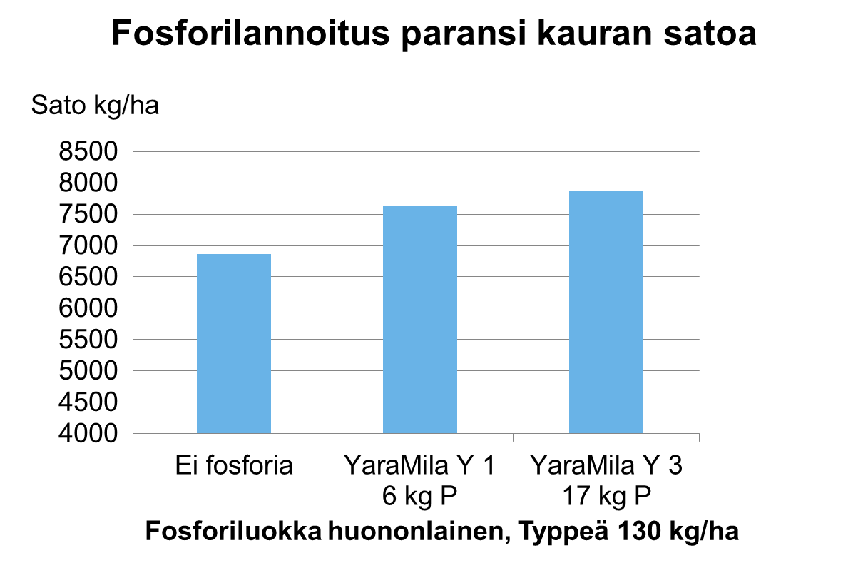 Fosforilannoitus paransi kauran satoa