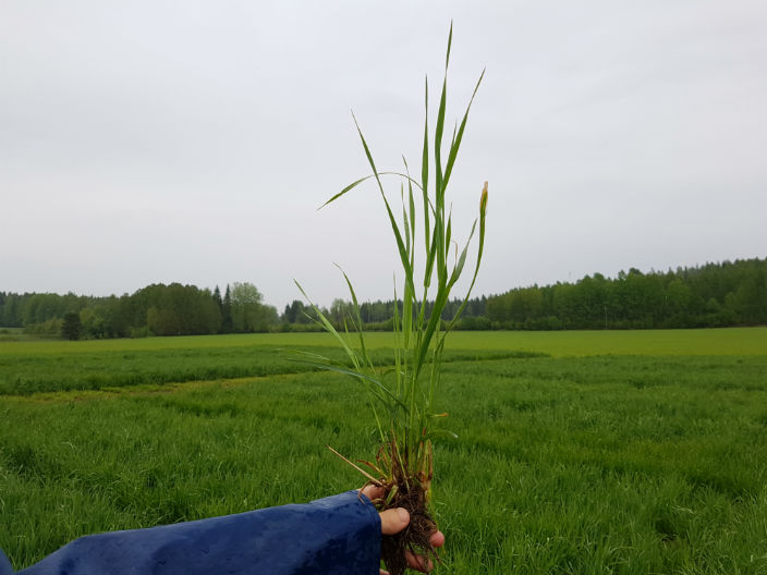 Nurmen D-arvoseuranta 2017